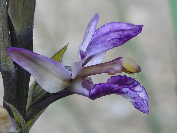 Orchidee del Chianti 2009